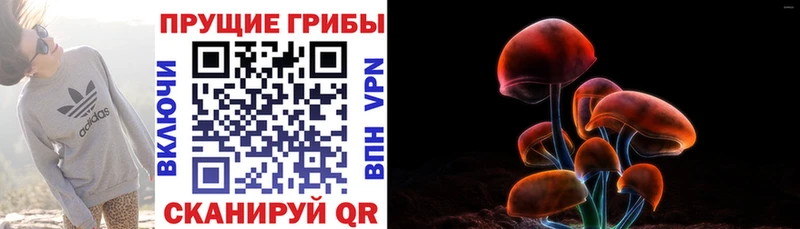 Галлюциногенные грибы Psilocybe Кинешма